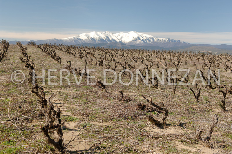 2673_46117_VIGNES_CNIGOU_