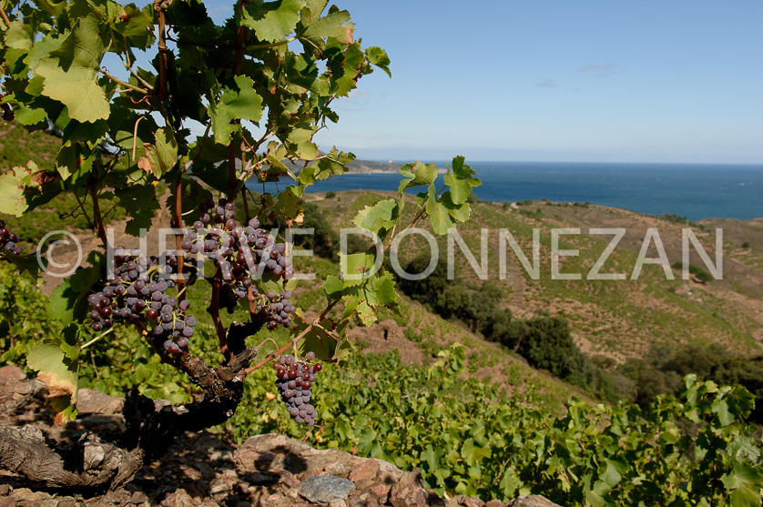 FRANCE ROUSSILLON VIGNOBLES BANYULS