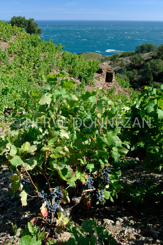 FRANCE ROUSSILLON VIGNOBLES BANYULS