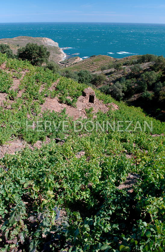 FRANCE ROUSSILLON VIGNOBLES BANYULS