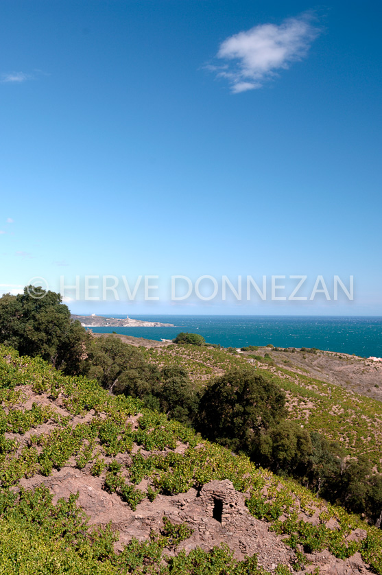 FRANCE ROUSSILLON VIGNOBLES BANYULS