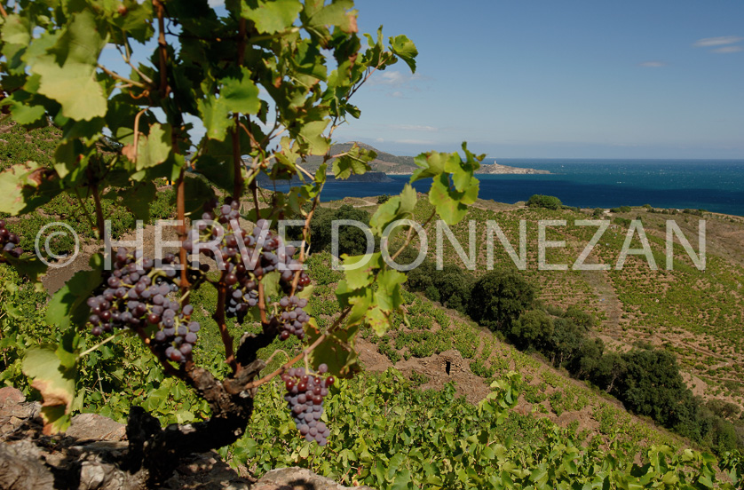 FRANCE ROUSSILLON VIGNOBLES BANYULS