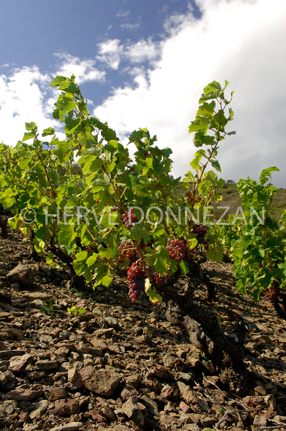 FRANCE ROUSSILLON VIGNOBLES BANYULS