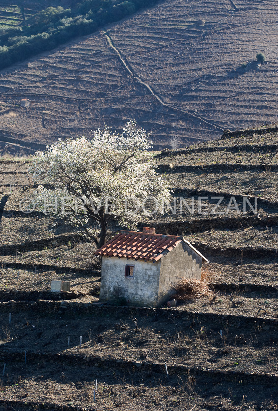 FRANCE PYRENEES ORIENTALES COLLIOURE
