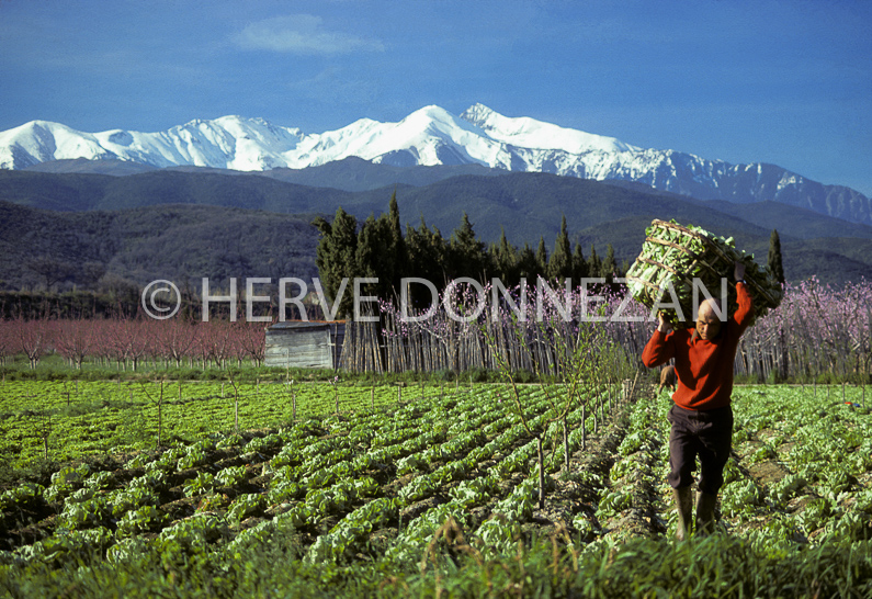 AGRICULTURE SALADES PRODUCTION conflent pyrenees orientales