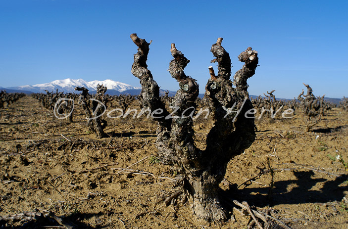 0352 CEP CANIGOU VIGNE