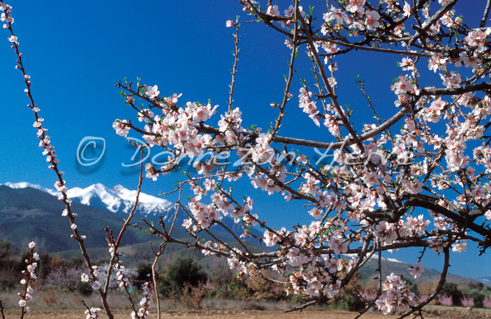 0372 AMANDIER CANIGOU