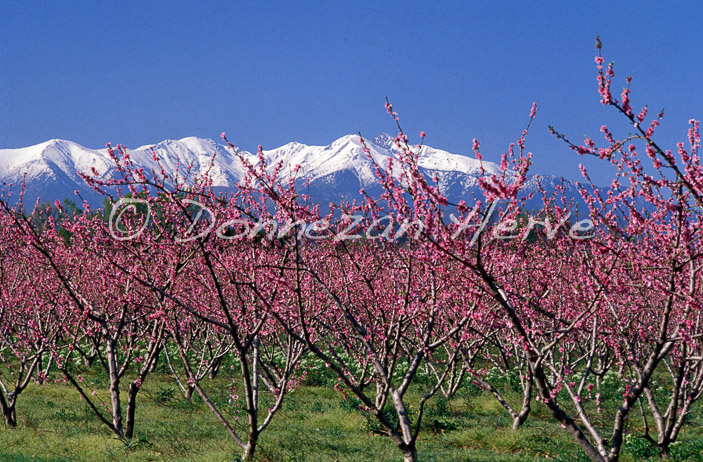 0846_26 ILLE PECHERS_CANIGOU