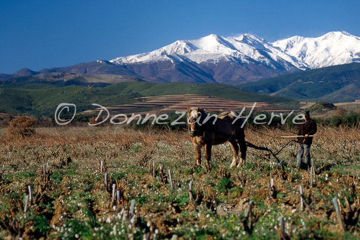 1050_LABOUR_CANIGOU VIGNE