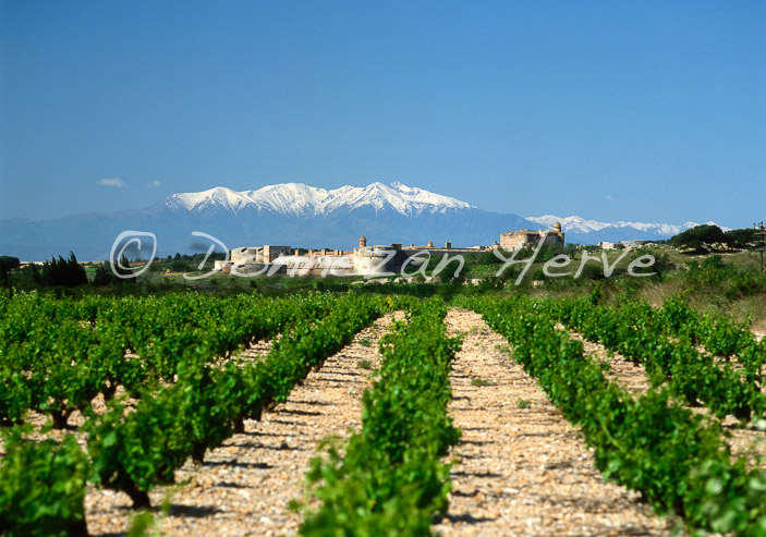 1083_SALSES_CANIGOU_VIGNES