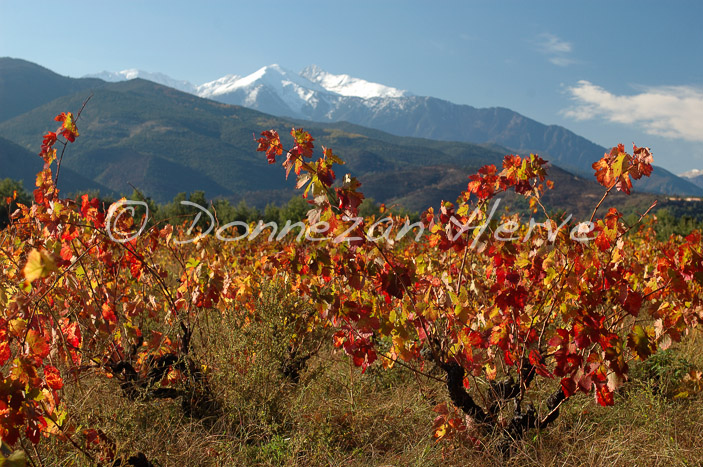 2135-35317_VIGNES_AUTOMNE_CANIGOU