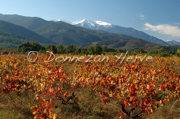 2136-35318_AUTOMNE_VIGNES CANIGOU