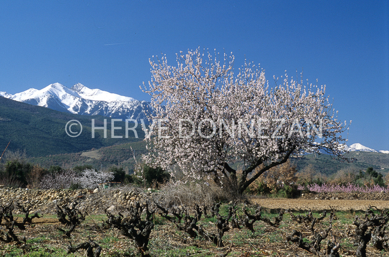 FRANCE ROUSSILLON CONFLENT 