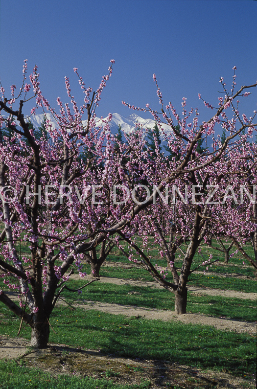 FRANCE PYRENEES ORIENTALES PECHERS