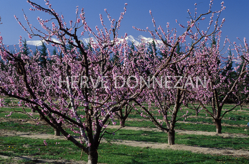 FRANCE PYRENEES ORIENTALES PECHERS