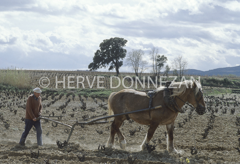 FRANCE PYRENEES ORIENTALES VITICULTURE LABOURAGE ASPRES