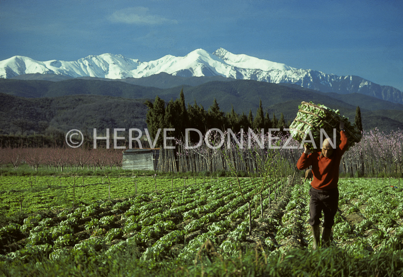 FRANCE ROUSSILLON LE CANIGOUPYRENEES ORIENTALES