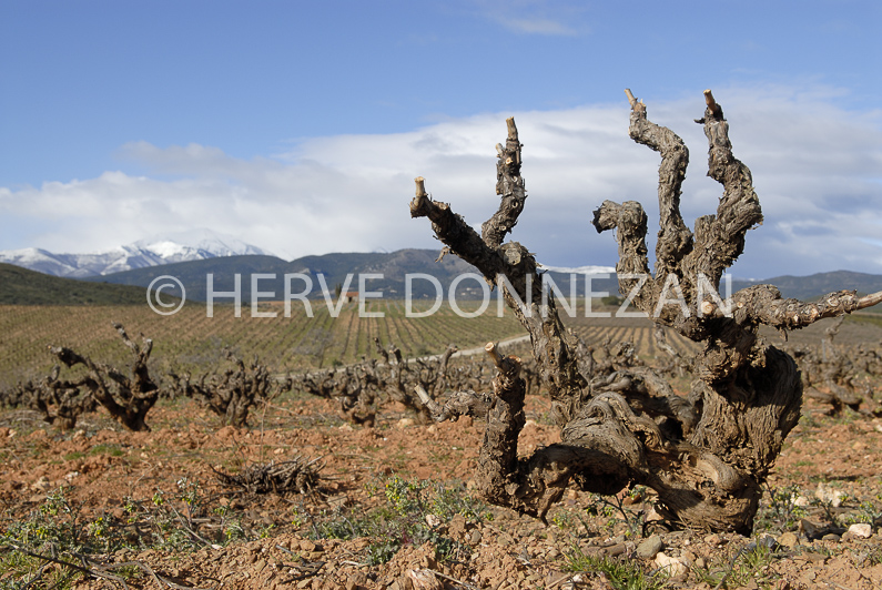 FRANCE ROUSSILLON ASPRES VINEYARD