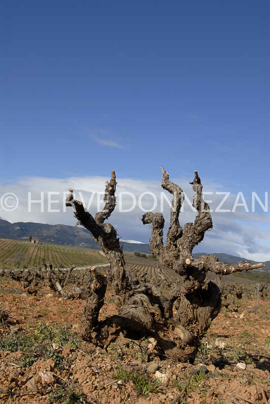 FRANCE ROUSSILLON ASPRES VINEYARD