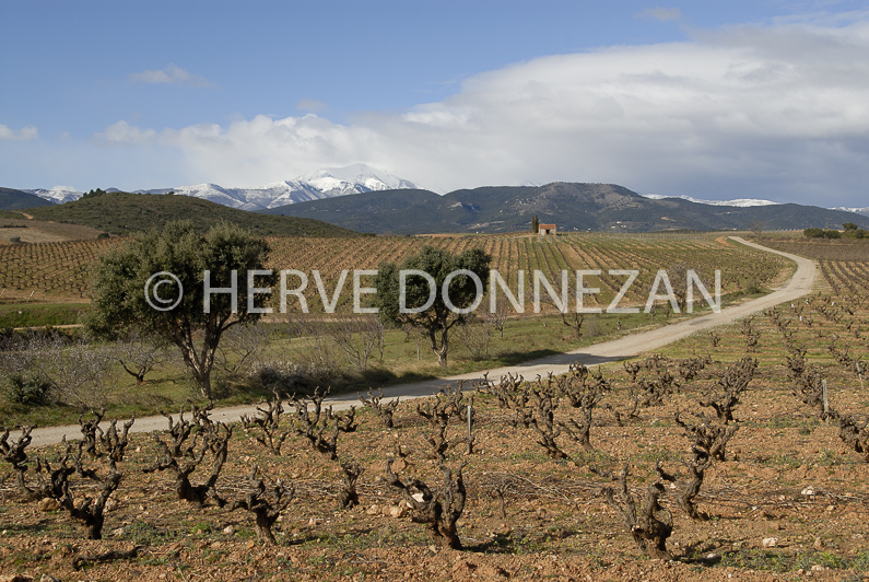 FRANCE ROUSSILLON ASPRES VINEYARD