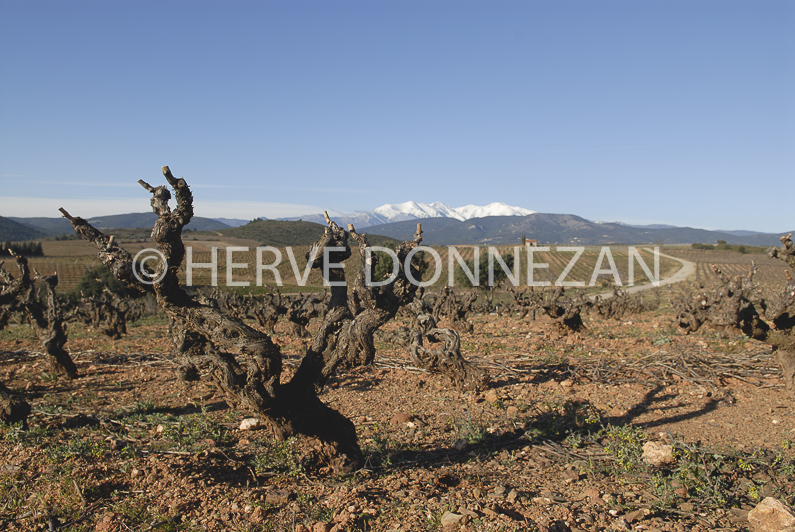 FRANCE ROUSSILLON ASPRES VINEYARD
