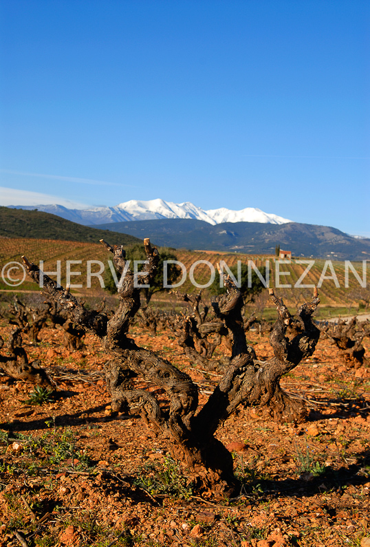 FRANCE ROUSSILLON ASPRES VINEYARD