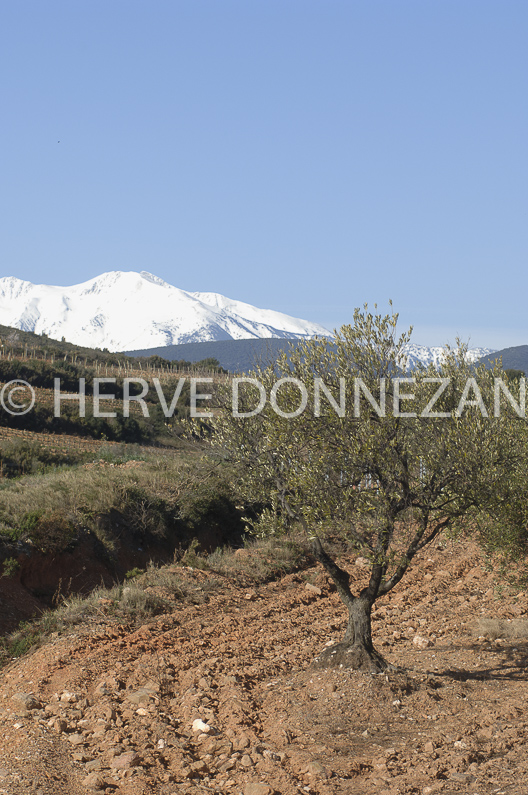 FRANCE ROUSSILLON ASPRES CANIGOU