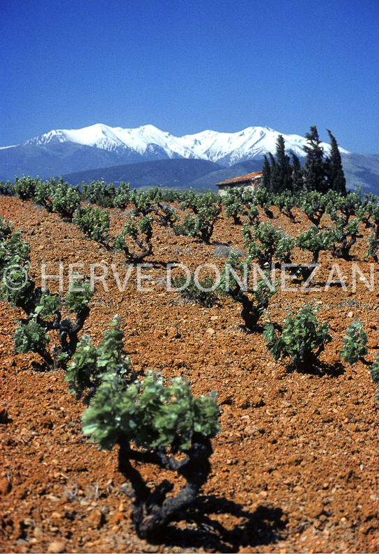 FRANCE PYRENEES ORIENTALES ROUSSILLON ASPRES CANIGOU