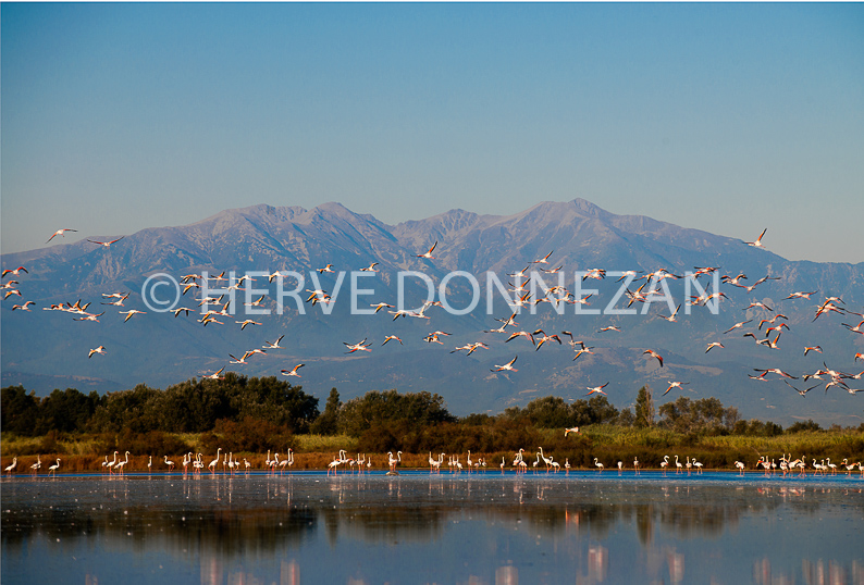 FRANCE ROUSSILLON PYRENEES ORIENTALES canet en roussillon CANIGOU