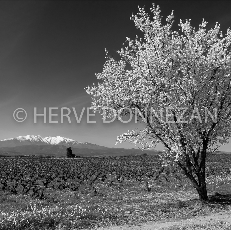 5732-6025_AMANDIER CANIGOU