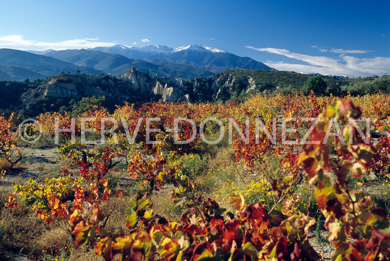 3585_87040_CANIGOU_VIGNES_ILLE