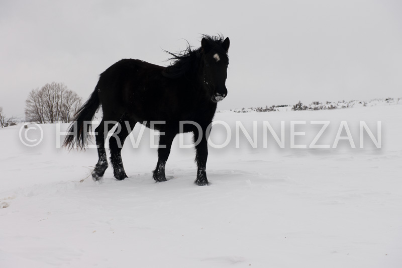 4673_1301_CHEVAL_NOIR_NEIGE