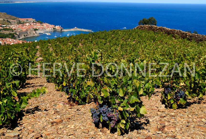 2751_52226_COLLIOURE_VIGNES