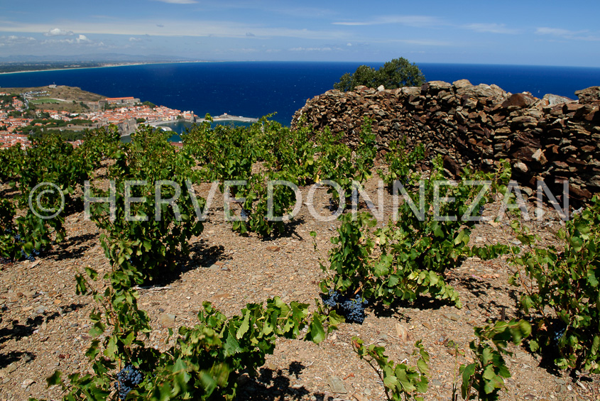 2753_52232_COLLIOURE_VIGNES