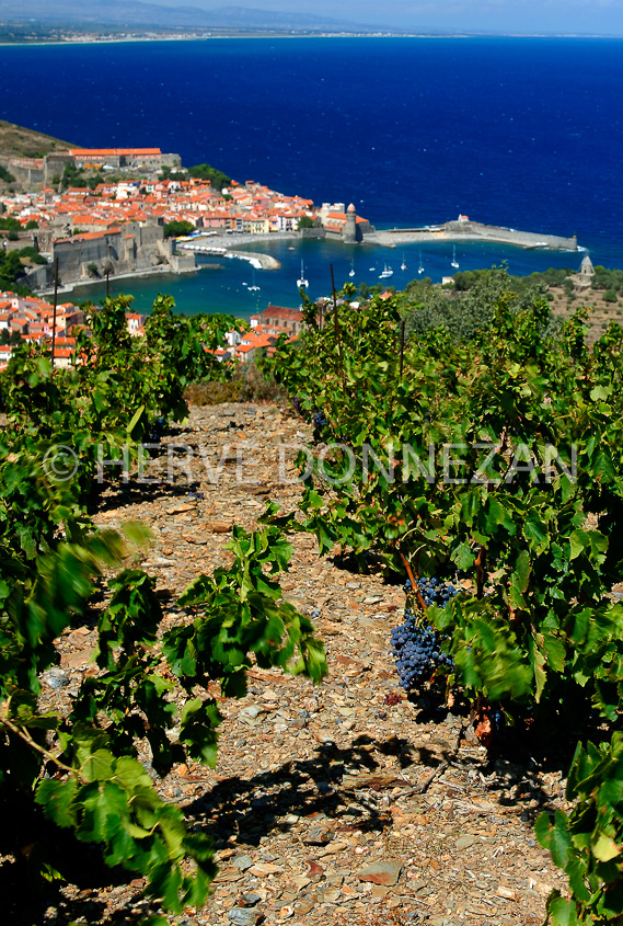 2756V_52239_COLLIOURE_VIGNES