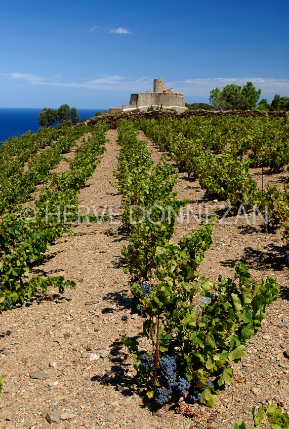 2757_52245_COLLIOURE_VIGNOBLE