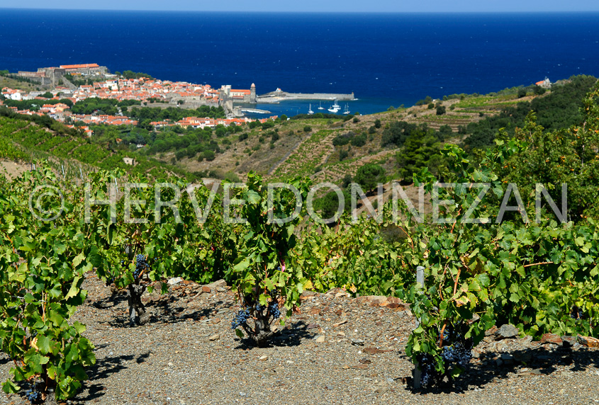 2760_52254_COLLIOURE_VIGNES