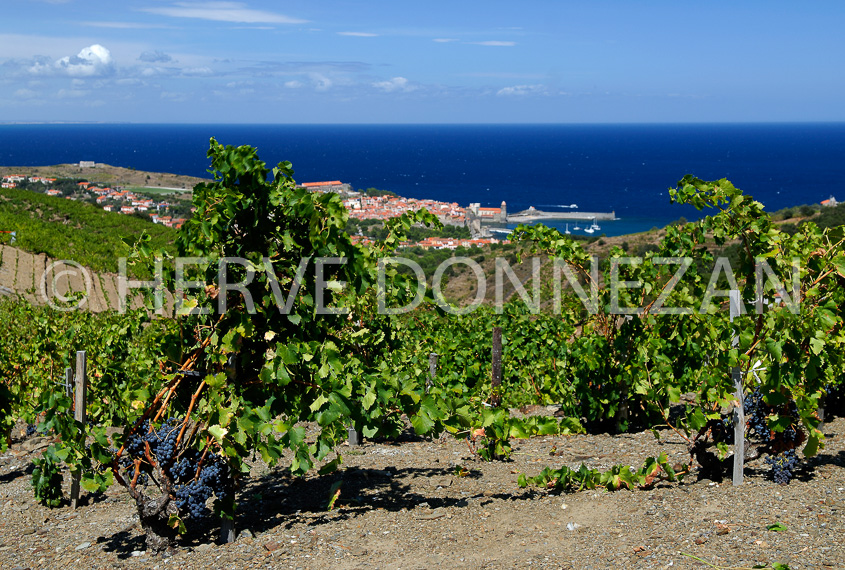 2761_52255_COLLIOURE_VIGNES