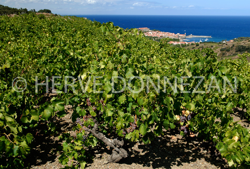 2764_52262_COLLIOURE_VIGNES