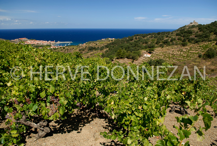 2767_52270_COLLIOURE_VIGNE