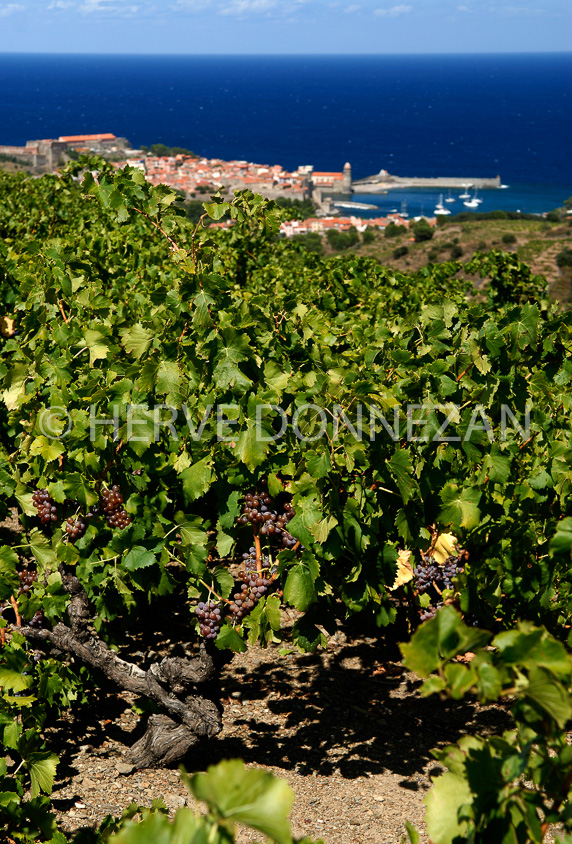 2768_52278_COLLIOURE_VIGNE