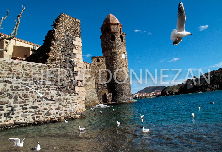 2923_0090COLLIOURE_MOUETTES