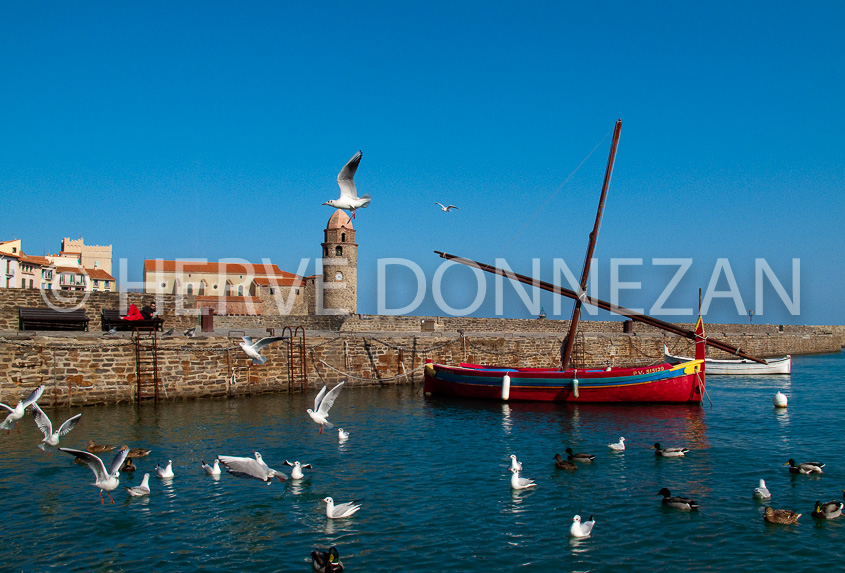 3400_0781_COLLIOURE_MOUETTES