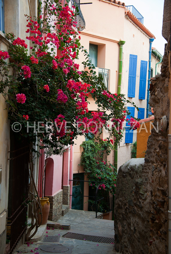 3554_4588_COLLIOURE_RUE