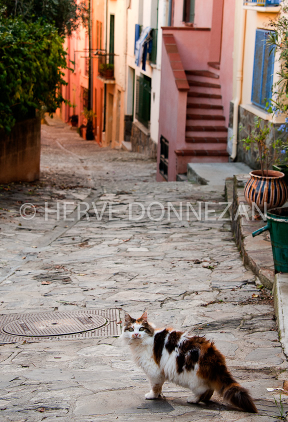 3561_5254_COLLIOURE_CHAT