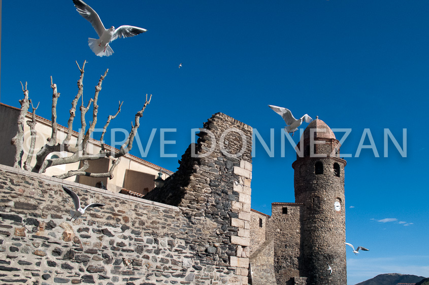 4484_96_COLLIOURE_MOUETTE