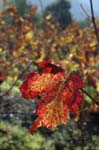 2123_35168VIGNES_AUTOMNE_A4