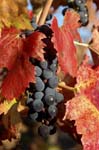 2133_35245_VIGNES_AUTO#801F
