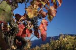 2134_35252_AUTOMNE_CEP#801E