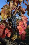 2137_35255_VIGNES_AUTO#801D